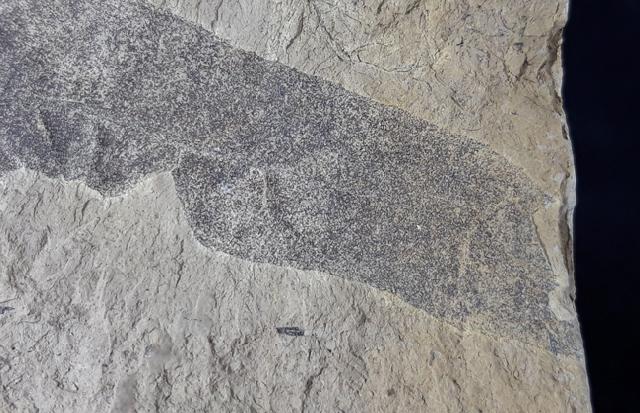 Quercus rhenana (KRAUSEL & WEYLAND 1950) - Bild © FossNet FossilienStore